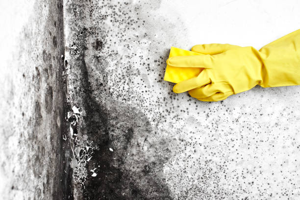 Best Residential Mold Removal  in Flomaton, AL