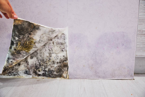 Best Same-Day Mold Removal  in Flomaton, AL